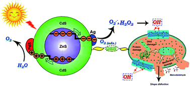Graphical abstract: Dual cocatalyst loaded reverse type-I core/shell quantum dots for photocatalytic antibacterial applications