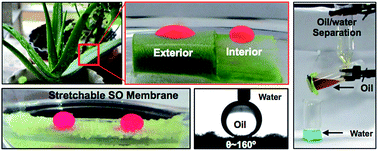Graphical abstract: Aloe vera mucilage derived highly tolerant underwater superoleophobic coatings
