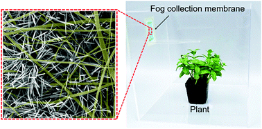 Graphical abstract: A bioinspired hybrid membrane with wettability and topology anisotropy for highly efficient fog collection