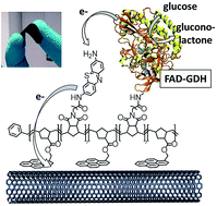 Graphical abstract: A bifunctional triblock polynorbornene/carbon nanotube buckypaper bioelectrode for low-potential/high-current thionine-mediated glucose oxidation by FAD-GDH