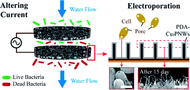 Graphical abstract: Low-voltage alternating current powered polydopamine-protected copper phosphide nanowire for electroporation-disinfection in water