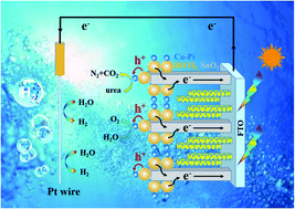 Graphical abstract: Directed synthesis of SnO2@BiVO4/Co-Pi photoanode for highly efficient photoelectrochemical water splitting and urea oxidation