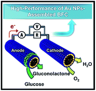 Graphical abstract: Highly conductive electrocatalytic gold nanoparticle-assembled carbon fiber electrode for high-performance glucose-based biofuel cells
