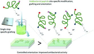 Graphical abstract: Site-specific grafting on titanium surfaces with hybrid temporin antibacterial peptides