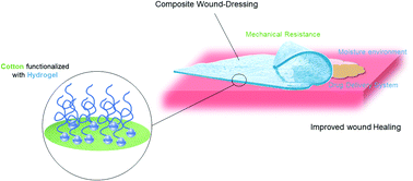 Graphical abstract: Functionalization of cotton cellulose for improved wound healing