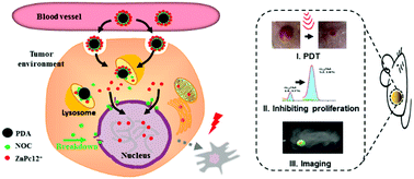 Graphical abstract: An efficient synergistic cancer therapy by integrating cell cycle inhibitor and photosensitizer into polydopamine nanoparticles