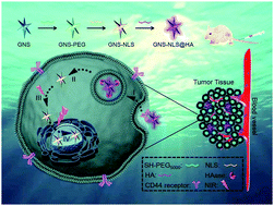 Graphical abstract: A cellular/intranuclear dual-targeting nanoplatform based on gold nanostar for accurate tumor photothermal therapy