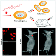 Graphical abstract: Real-time imaging of cancer cell generations and monitoring tumor growth using a nucleus-targeted red fluorescent probe