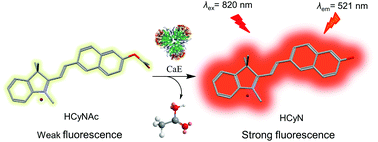 Graphical abstract: A fast responsive, highly selective and light-up fluorescent probe for the two-photon imaging of carboxylesterase in living cells