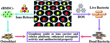 Graphical abstract: Graphene oxide as a dual Zn/Mg ion carrier and release platform: enhanced osteogenic activity and antibacterial properties