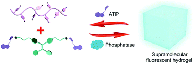 Graphical abstract: An ATP/ATPase responsive supramolecular fluorescent hydrogel constructed via electrostatic interactions between poly(sodium p-styrenesulfonate) and a tetraphenylethene derivative