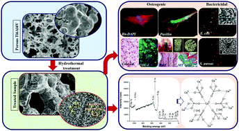 Graphical abstract: Simultaneous hydrothermal bioactivation with nano-topographic modulation of porous titanium alloys towards enhanced osteogenic and antimicrobial responses