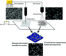Graphical abstract: Multidrug-eluting bi-layered microparticle-mesh scaffolds for musculoskeletal tissue regeneration