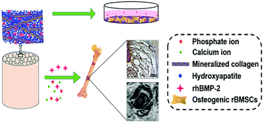 Graphical abstract: RhBMP-2 and concomitant rapid material degradation synergistically promote bone repair and regeneration with collagen–hydroxyapatite nanocomposites