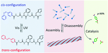 Graphical abstract: A supramolecular approach to construct a hydrolase mimic with photo-switchable catalytic activity
