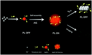 Graphical abstract: Hydrophobicity-guided self-assembled particles of silver nanoclusters with aggregation-induced emission and their use in sensing and bioimaging