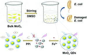Graphical abstract: Molybdenum oxide quantum dots prepared via a one-step stirring strategy and their application as fluorescent probes for pyrophosphate sensing and efficient antibacterial materials