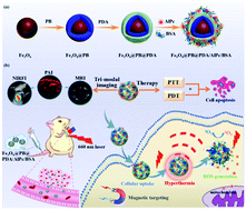Graphical abstract: Magnetically-targeted and near infrared fluorescence/magnetic resonance/photoacoustic imaging-guided combinational anti-tumor phototherapy based on polydopamine-capped magnetic Prussian blue nanoparticles
