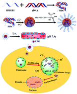 Graphical abstract: Self-assembled CaP-based hybrid nanoparticles to enhance gene transfection efficiency in vitro and in vivo: beneficial utilization of PEGylated bisphosphate and nucleus locating signal