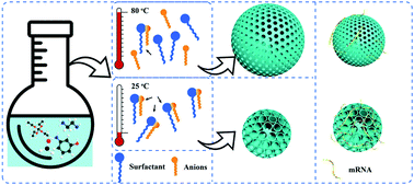 Graphical abstract: Room temperature synthesis of dendritic mesoporous silica nanoparticles with small sizes and enhanced mRNA delivery performance