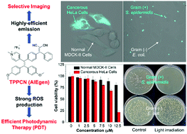 Graphical abstract: A multifunctional luminogen with aggregation-induced emission characteristics for selective imaging and photodynamic killing of both cancer cells and Gram-positive bacteria
