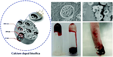 Graphical abstract: Biosynthetic calcium-doped biosilica with multiple hemostatic properties for hemorrhage control
