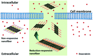Graphical abstract: Design and fabrication of reduction-sensitive cell penetrating nanofibers for enhanced drug efficacy