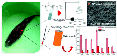 Graphical abstract: PLGA-based nanofibers with a biomimetic polynoradrenaline sheath for rapid in vivo sampling of tetrodotoxin and sulfonamides in pufferfish