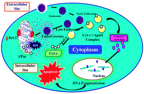 Graphical abstract: Mitochondrial dysfunction-induced apoptosis in breast carcinoma cells through a pH-dependent intracellular quercetin NDDS of PVPylated-TiO2NPs