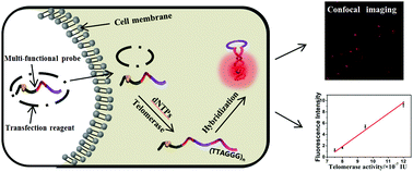 Graphical abstract: Highly sensitive fluorescence quantification of intracellular telomerase activity by repeat G-rich DNA enhanced silver nanoclusters