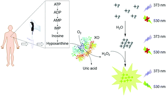 Graphical abstract: Aggregation-induced emission luminogen-based fluorescence detection of hypoxanthine: a probe for biomedical diagnosis of energy metabolism-related conditions