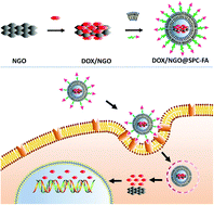 Graphical abstract: Cancer cell targeting, controlled drug release and intracellular fate of biomimetic membrane-encapsulated drug-loaded nano-graphene oxide nanohybrids