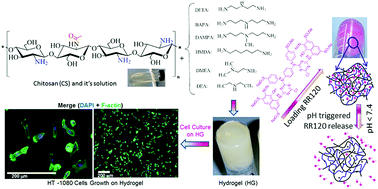 Graphical abstract: A simple strategy for robust preparation and characterisation of hydrogels derived from chitosan and amino functional monomers for biomedical applications