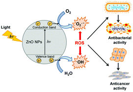 Graphical abstract: Photo-triggered antibacterial and anticancer activities of zinc oxide nanoparticles