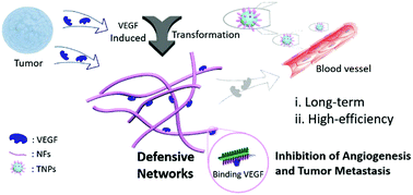 Graphical abstract: In situ construction of nanonetworks from transformable nanoparticles for anti-angiogenic therapy
