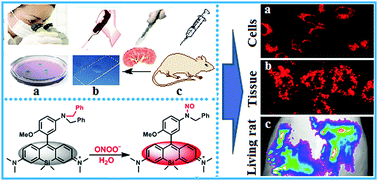 Graphical abstract: A Si-rhodamine-based near-infrared fluorescent probe for visualizing endogenous peroxynitrite in living cells, tissues, and animals