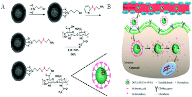 Graphical abstract: A dual-responsive, hyaluronic acid targeted drug delivery system based on hollow mesoporous silica nanoparticles for cancer therapy