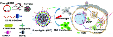 Graphical abstract: Photoresponsive endosomal escape enhances gene delivery using liposome–polycation–DNA (LPD) nanovectors
