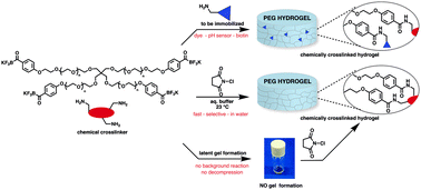 Graphical abstract: Covalently functionalized amide cross-linked hydrogels from primary amines and polyethylene glycol acyltrifluoroborates (PEG-KATs)