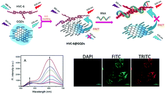 Graphical abstract: A ratiometric fluorescent composite nanomaterial for RNA detection based on graphene quantum dots and molecular probes