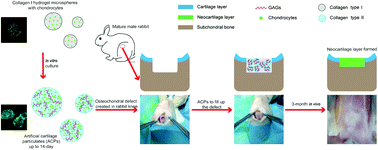 Graphical abstract: Repair of osteochondral defects in a rabbit model with artificial cartilage particulates derived from cultured collagen-chondrocyte microspheres