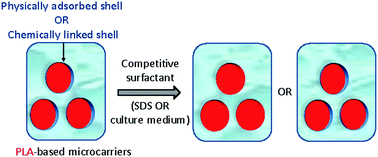 Graphical abstract: Stability of a biodegradable microcarrier surface: physically adsorbed versus chemically linked shells