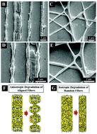 Graphical abstract: Electrospinning of highly aligned fibers for drug delivery applications