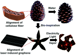 Graphical abstract: Bioinspired multi-responsive soft actuators controlled by laser tailored graphene structures