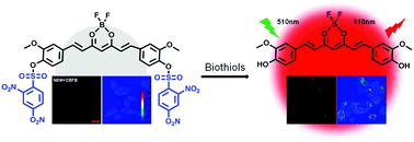 Graphical abstract: A low background D–A–D type fluorescent probe for imaging of biothiols in living cells