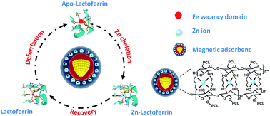 Graphical abstract: Complexes of magnetic nanospheres with amphiprotic polymer–Zn systems for the selective isolation of lactoferrin