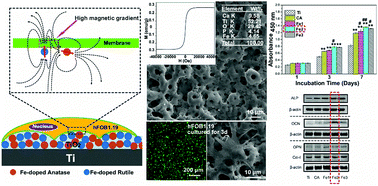 Graphical abstract: Intrinsically ferromagnetic Fe-doped TiO2 coatings on titanium for accelerating osteoblast response in vitro