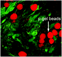 Graphical abstract: Standardized microgel beads as elastic cell mechanical probes