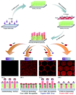 Graphical abstract: Multiple microarrays of non-adherent cells on a single 3D stimuli-responsive binary polymer-brush pattern