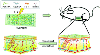 Graphical abstract: Poly(ester amide)-based hybrid hydrogels for efficient transdermal insulin delivery